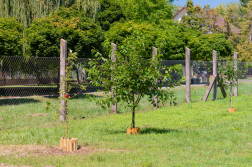 Gyümöcsfa csemeték